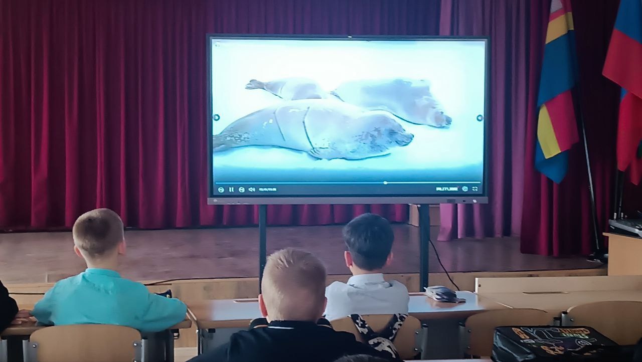 ПРО Тюленей.